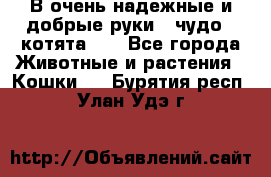 В очень надежные и добрые руки - чудо - котята!!! - Все города Животные и растения » Кошки   . Бурятия респ.,Улан-Удэ г.